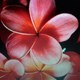 iHeartSushii image