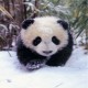 fattiusthebear image