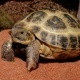 turtley image