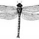 dragonfly12882 image