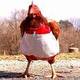 needChicken77 image