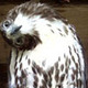 Accipiter image