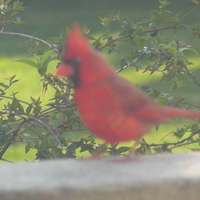 DeniseF3418 image