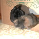 bunmom image