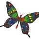 Butterfly image