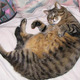 Mamacat image