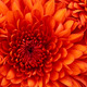 Stelloxo image