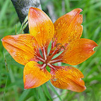 MCamenardo image